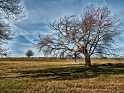 001 Baum IMG_2733_1 Kopie
